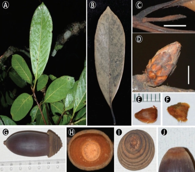 Phát hiện loài động vật 'tuyệt chủng' và kho tàng 12 loài thực vật mới- Ảnh 2. Phát hiện loài động vật 'tuyệt chủng' và kho tàng 12 loài thực vật mới- Ảnh 2.