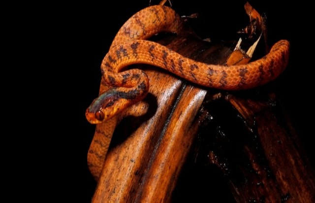 Phát hiện loài động vật 'tuyệt chủng' và kho tàng 12 loài thực vật mới- Ảnh 8. Phát hiện loài động vật 'tuyệt chủng' và kho tàng 12 loài thực vật mới- Ảnh 8.