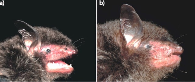 Phát hiện loài động vật 'tuyệt chủng' và kho tàng 12 loài thực vật mới- Ảnh 9. Phát hiện loài động vật 'tuyệt chủng' và kho tàng 12 loài thực vật mới- Ảnh 9.