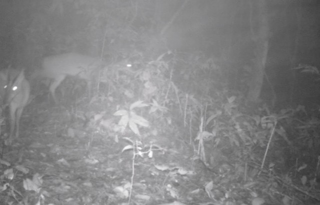 Phát hiện loài động vật 'tuyệt chủng' và kho tàng 12 loài thực vật mới- Ảnh 7. Phát hiện loài động vật 'tuyệt chủng' và kho tàng 12 loài thực vật mới- Ảnh 7.