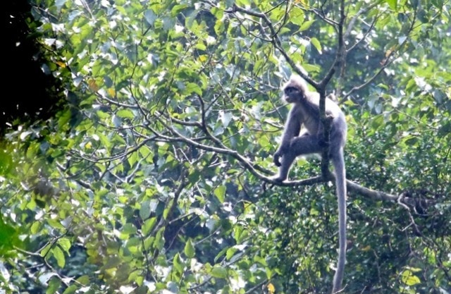 Phát hiện loài động vật 'tuyệt chủng' và kho tàng 12 loài thực vật mới- Ảnh 6. Phát hiện loài động vật 'tuyệt chủng' và kho tàng 12 loài thực vật mới- Ảnh 6.