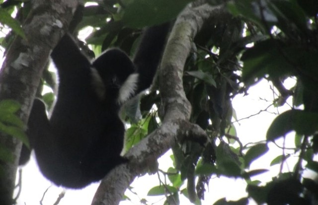 Phát hiện loài động vật 'tuyệt chủng' và kho tàng 12 loài thực vật mới- Ảnh 5. Phát hiện loài động vật 'tuyệt chủng' và kho tàng 12 loài thực vật mới- Ảnh 5.