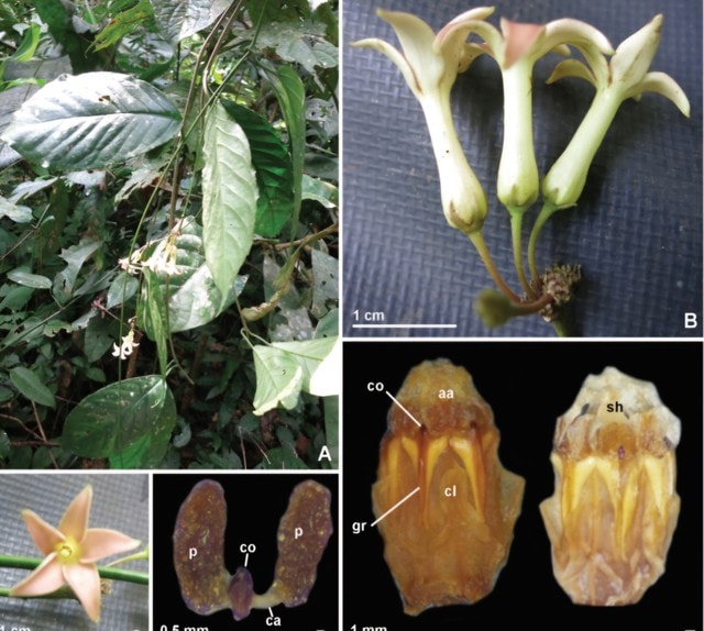 Phát hiện loài động vật 'tuyệt chủng' và kho tàng 12 loài thực vật mới- Ảnh 3. Phát hiện loài động vật 'tuyệt chủng' và kho tàng 12 loài thực vật mới- Ảnh 3.