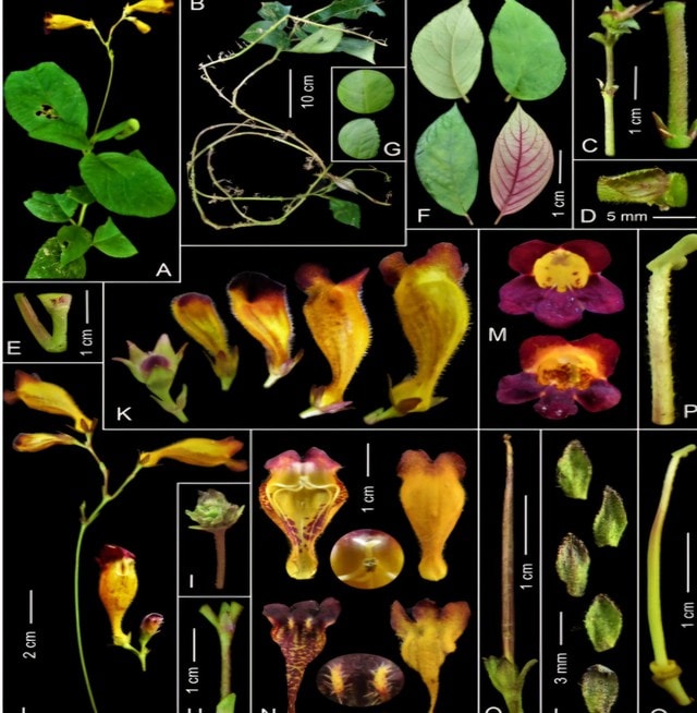 Phát hiện loài động vật 'tuyệt chủng' và kho tàng 12 loài thực vật mới- Ảnh 4. Phát hiện loài động vật 'tuyệt chủng' và kho tàng 12 loài thực vật mới- Ảnh 4.