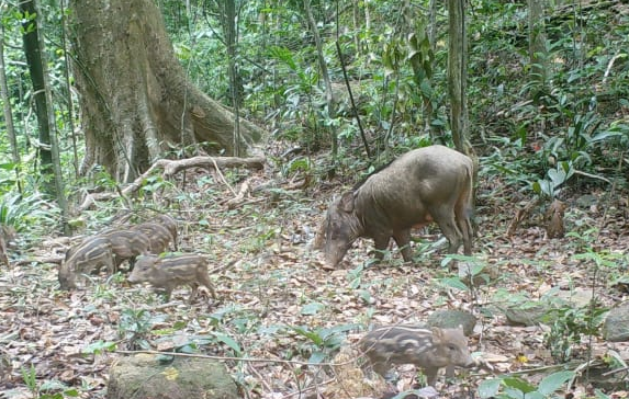 Quảng Trị đầu tư tiền tỷ hỗ trợ phục hồi động vật hoang dã- Ảnh 2.