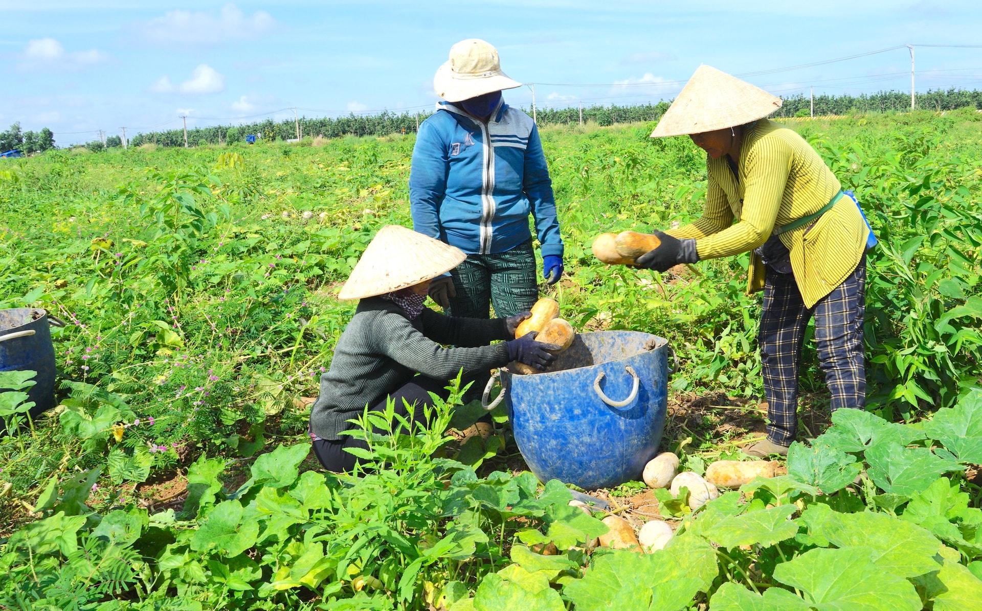 Tây Ninh phấn đấu giảm nghèo bền vững, hướng tới phát triển toàn diện- Ảnh 2.