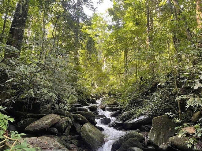 Dấu chân 'thép' của những chiến sĩ bảo vệ rừng Pù Mát giữa đại ngàn- Ảnh 2. Dấu chân 'thép' của những chiến sĩ bảo vệ rừng Pù Mát giữa đại ngàn- Ảnh 2.