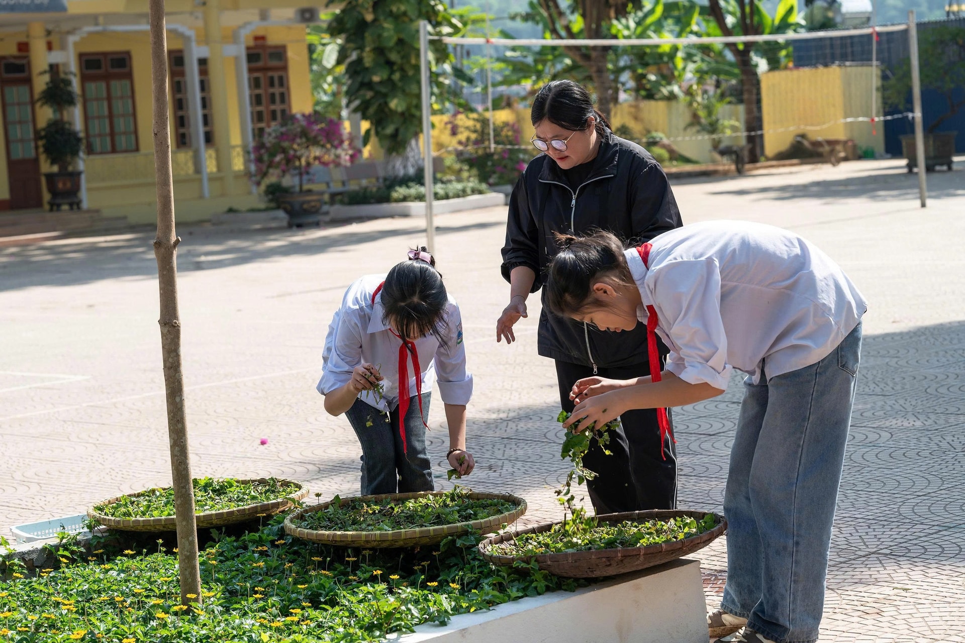 Cô giáo vùng cao 'thắp lửa' khởi nghiệp xanh từ dược liệu- Ảnh 2. Cô giáo vùng cao 'thắp lửa' khởi nghiệp xanh từ dược liệu- Ảnh 2.