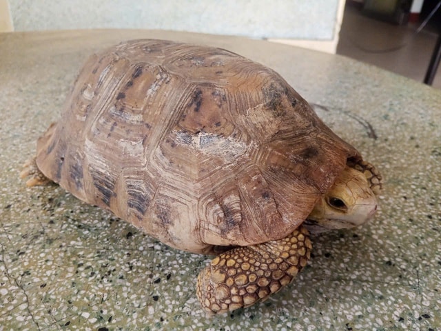 Rùa quý hiếm có nguy cơ tuyệt chủng bò vào nhà dân - Ảnh 2. Rùa quý hiếm có nguy cơ tuyệt chủng bò vào nhà dân - Ảnh 2.