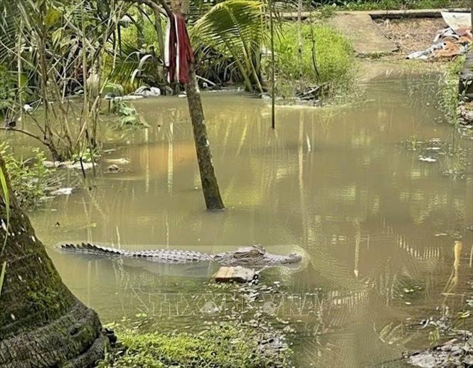 Cảnh báo người dân không tắm sông gần nơi xuất hiện hình ảnh cá sấu ở Cần Thơ- Ảnh 1. Cảnh báo người dân không tắm sông gần nơi xuất hiện hình ảnh cá sấu ở Cần Thơ- Ảnh 1.