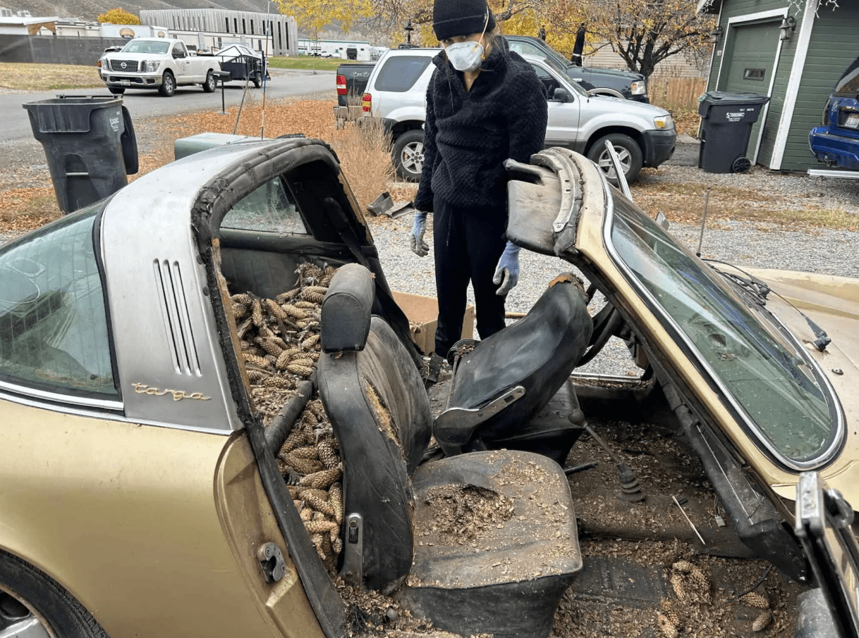 Bên trong chiếc Porsche 911 Targa chất đầy quả thông. (Ảnh: Carscoops)