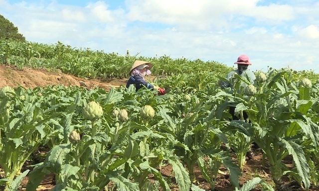 Hoàn thiện quy định về đăng ký lưu hành thuốc cổ truyền- Ảnh 1.