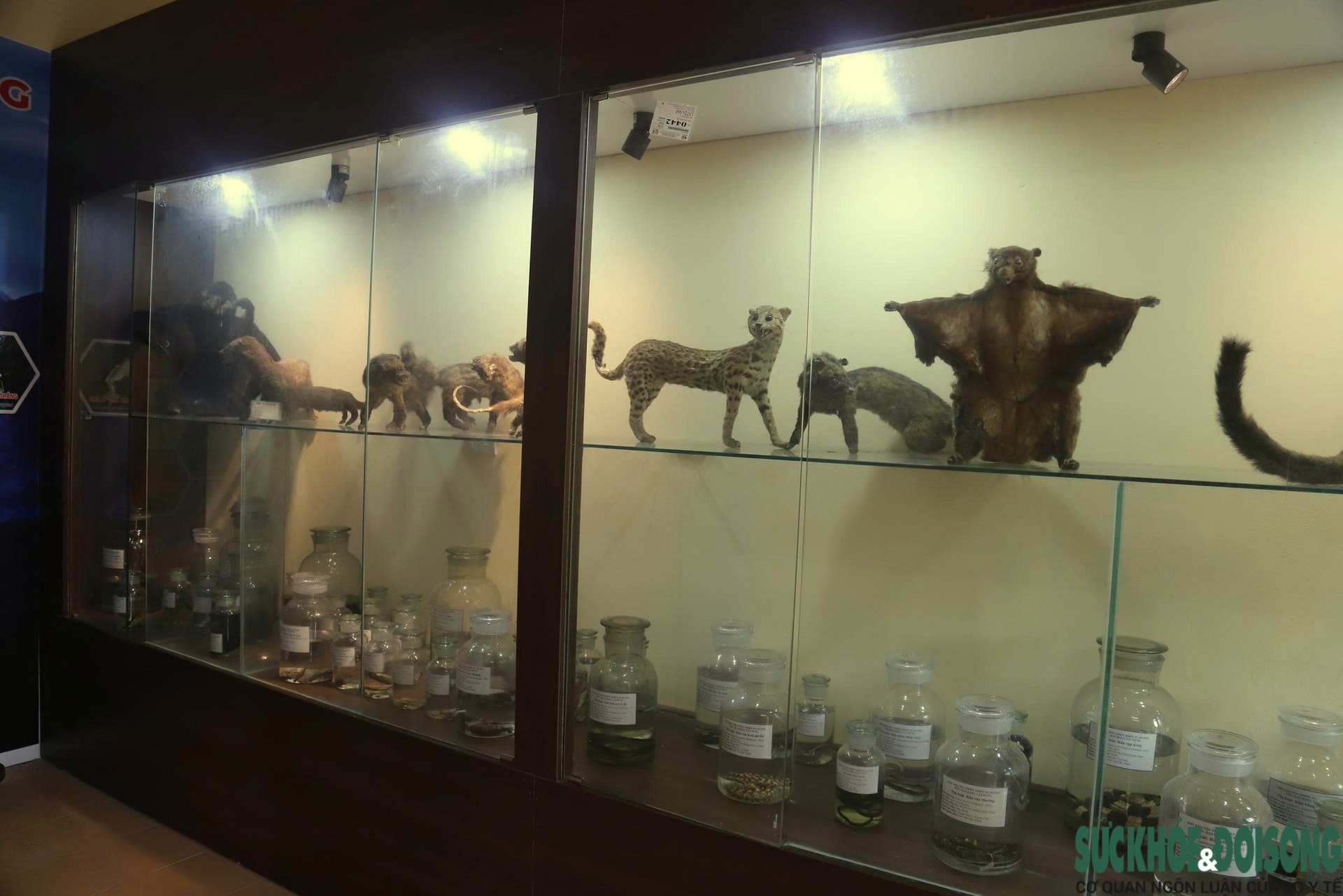 Bên trong bảo tàng lưu giữ nguồn gen quý hiếm của Khu bảo tồn thiên nhiên Pù Huống- Ảnh 3.