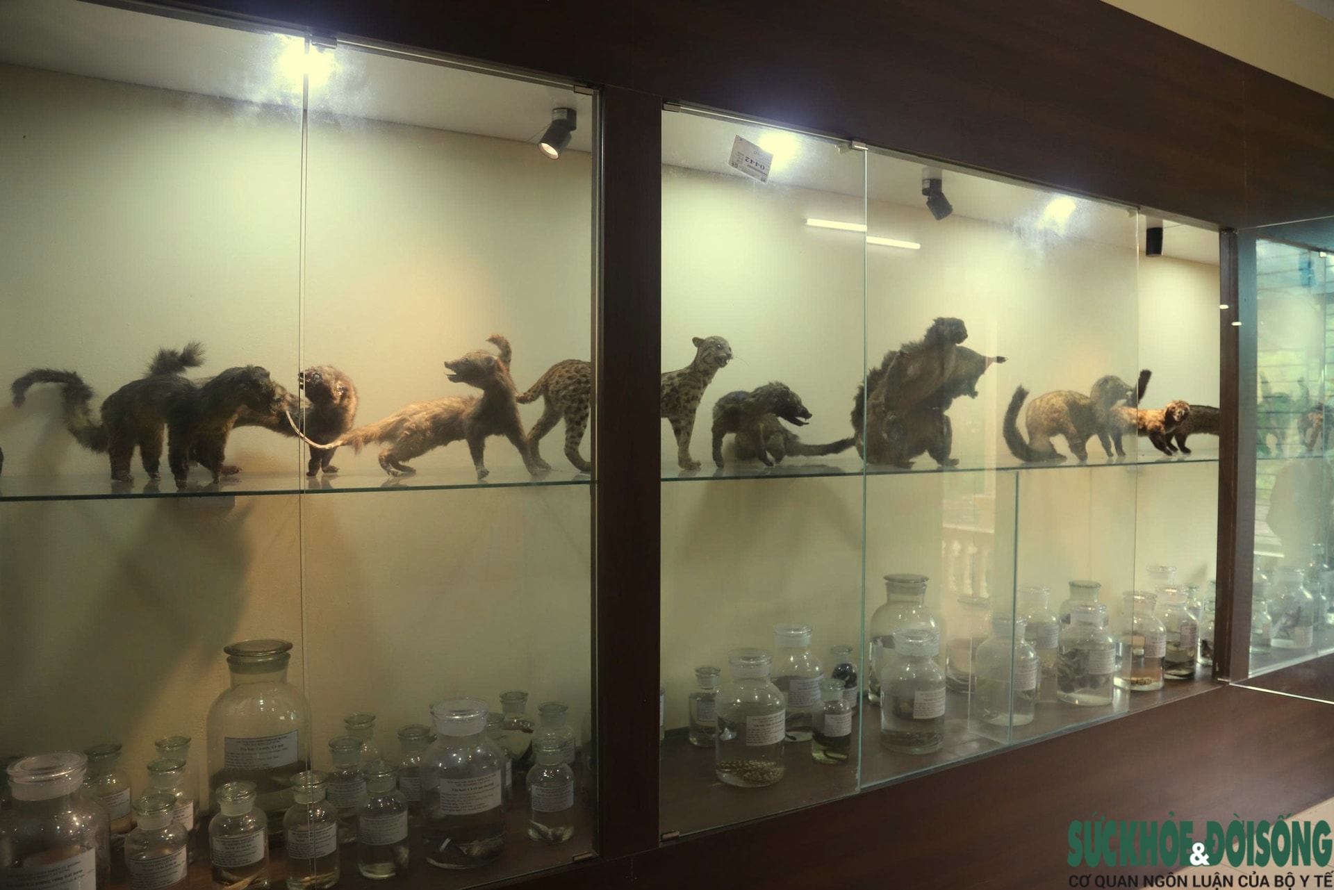 Bên trong bảo tàng lưu giữ nguồn gen quý hiếm của Khu bảo tồn thiên nhiên Pù Huống- Ảnh 6.