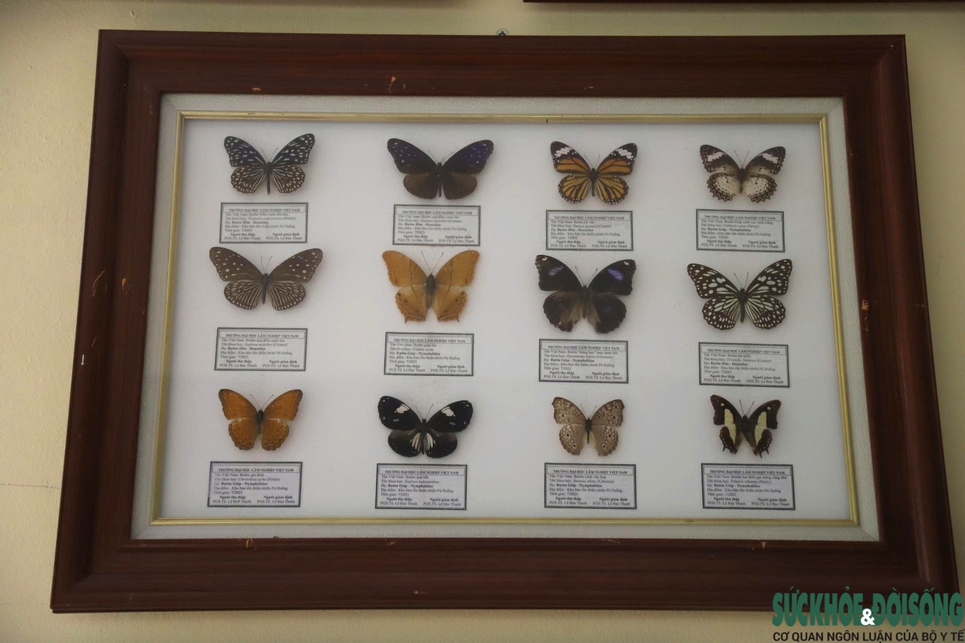 Bên trong bảo tàng lưu giữ nguồn gen quý hiếm của Khu bảo tồn thiên nhiên Pù Huống- Ảnh 7.