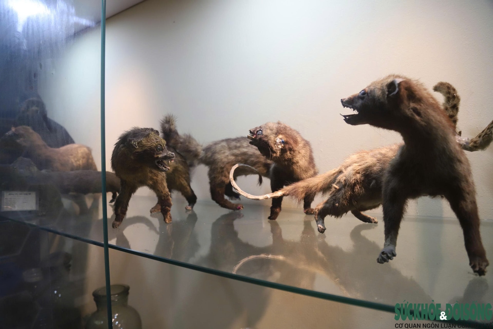 Bên trong bảo tàng lưu giữ nguồn gen quý hiếm của Khu bảo tồn thiên nhiên Pù Huống- Ảnh 8.