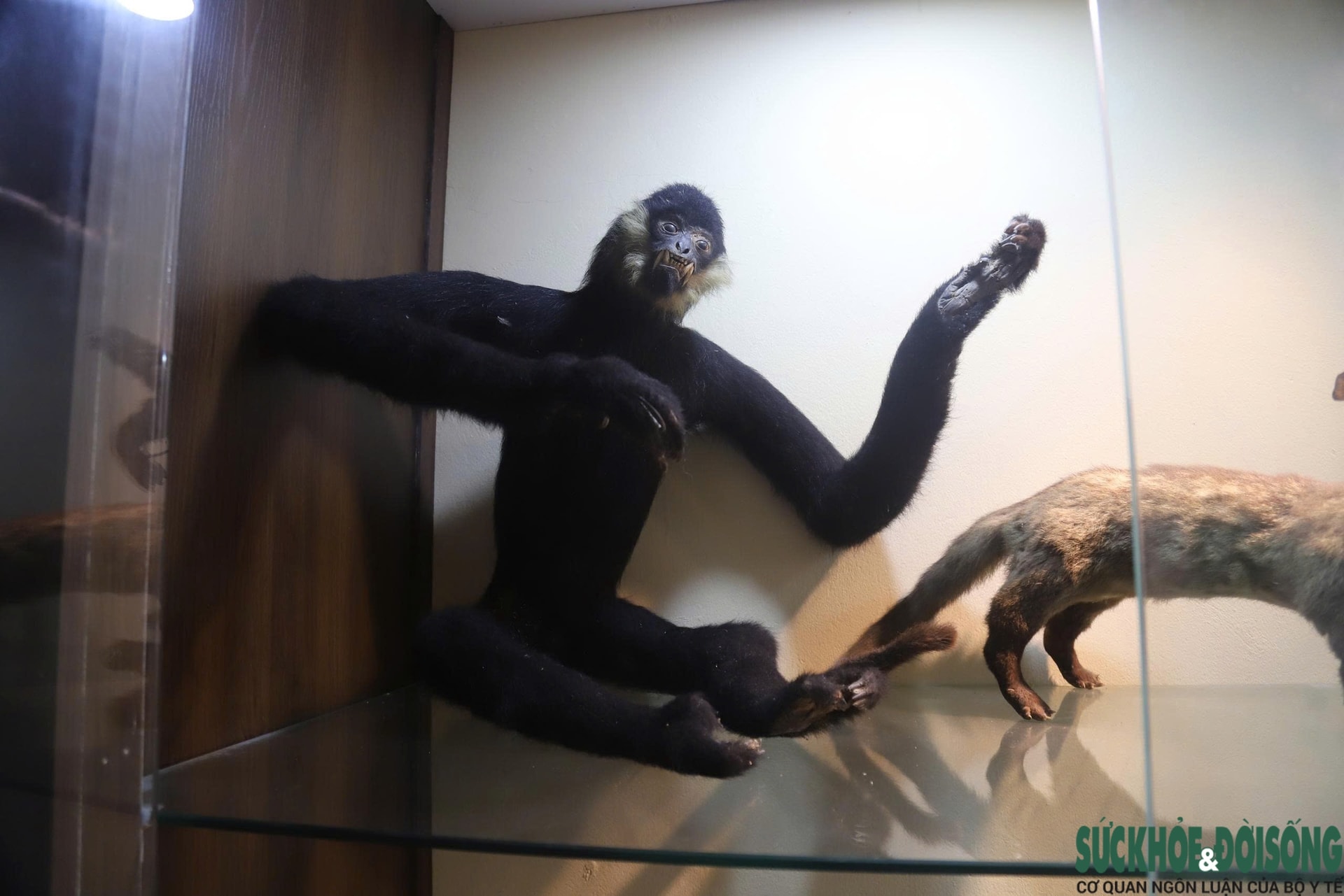 Bên trong bảo tàng lưu giữ nguồn gen quý hiếm của Khu bảo tồn thiên nhiên Pù Huống- Ảnh 10.