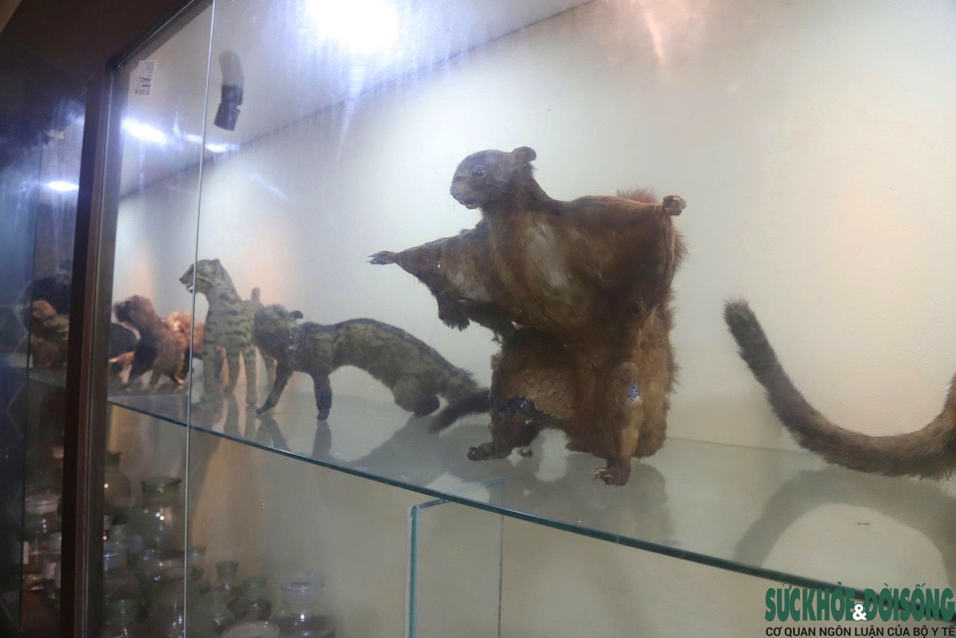 Bên trong bảo tàng lưu giữ nguồn gen quý hiếm của Khu bảo tồn thiên nhiên Pù Huống- Ảnh 11.