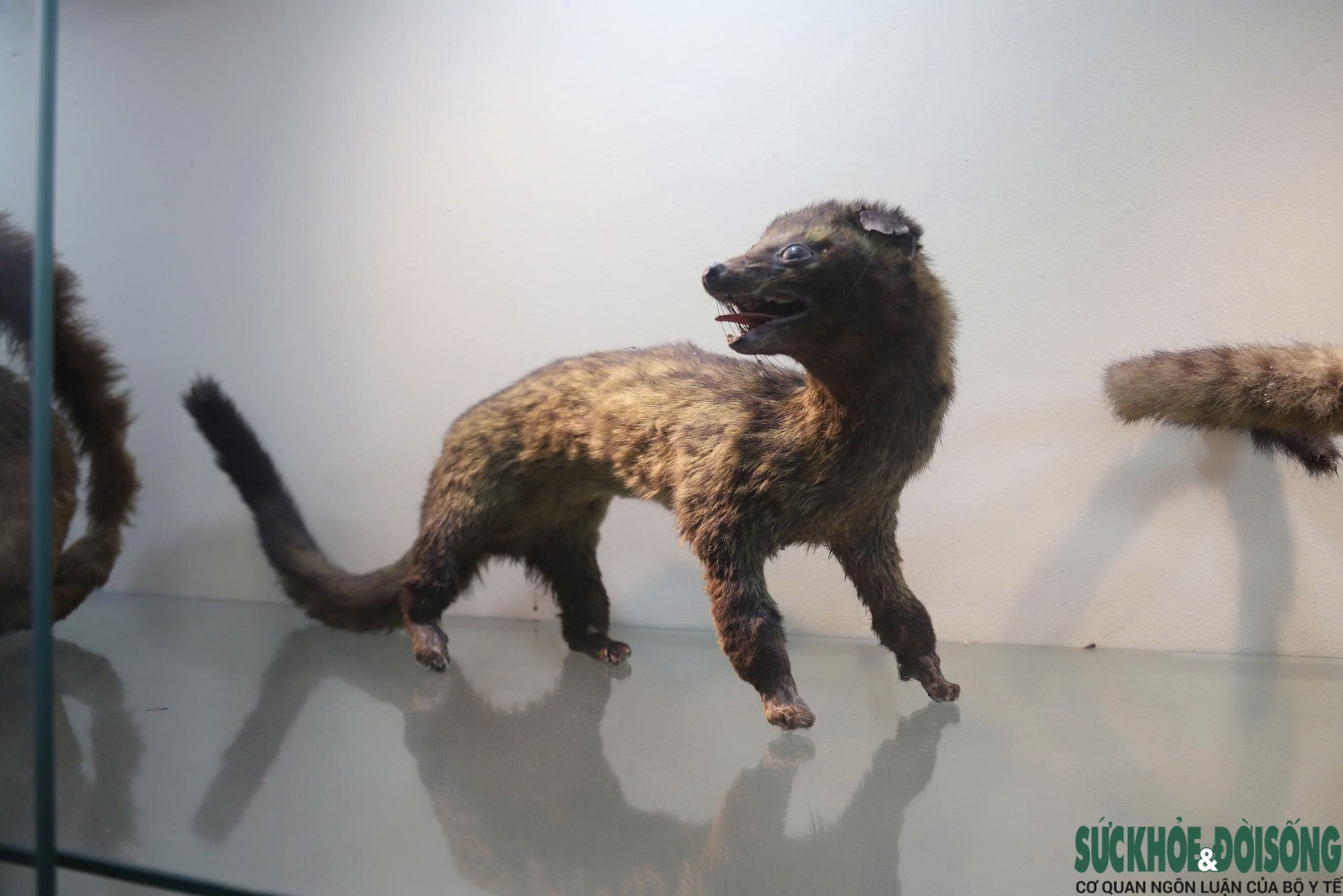 Bên trong bảo tàng lưu giữ nguồn gen quý hiếm của Khu bảo tồn thiên nhiên Pù Huống- Ảnh 12.