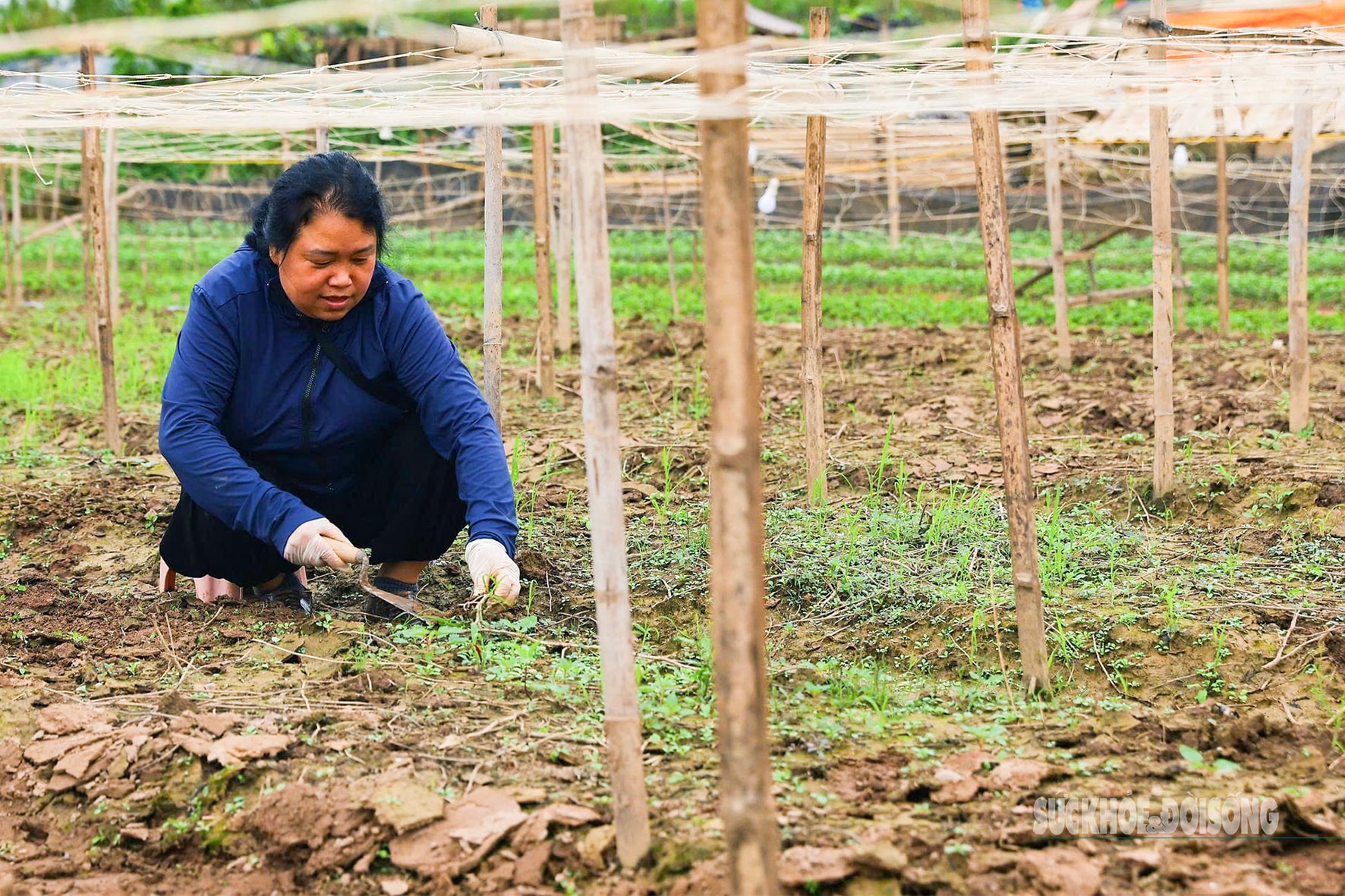 Người dân Nhật Tân 'chạy đua' trồng hoa Tết - Ảnh 8.