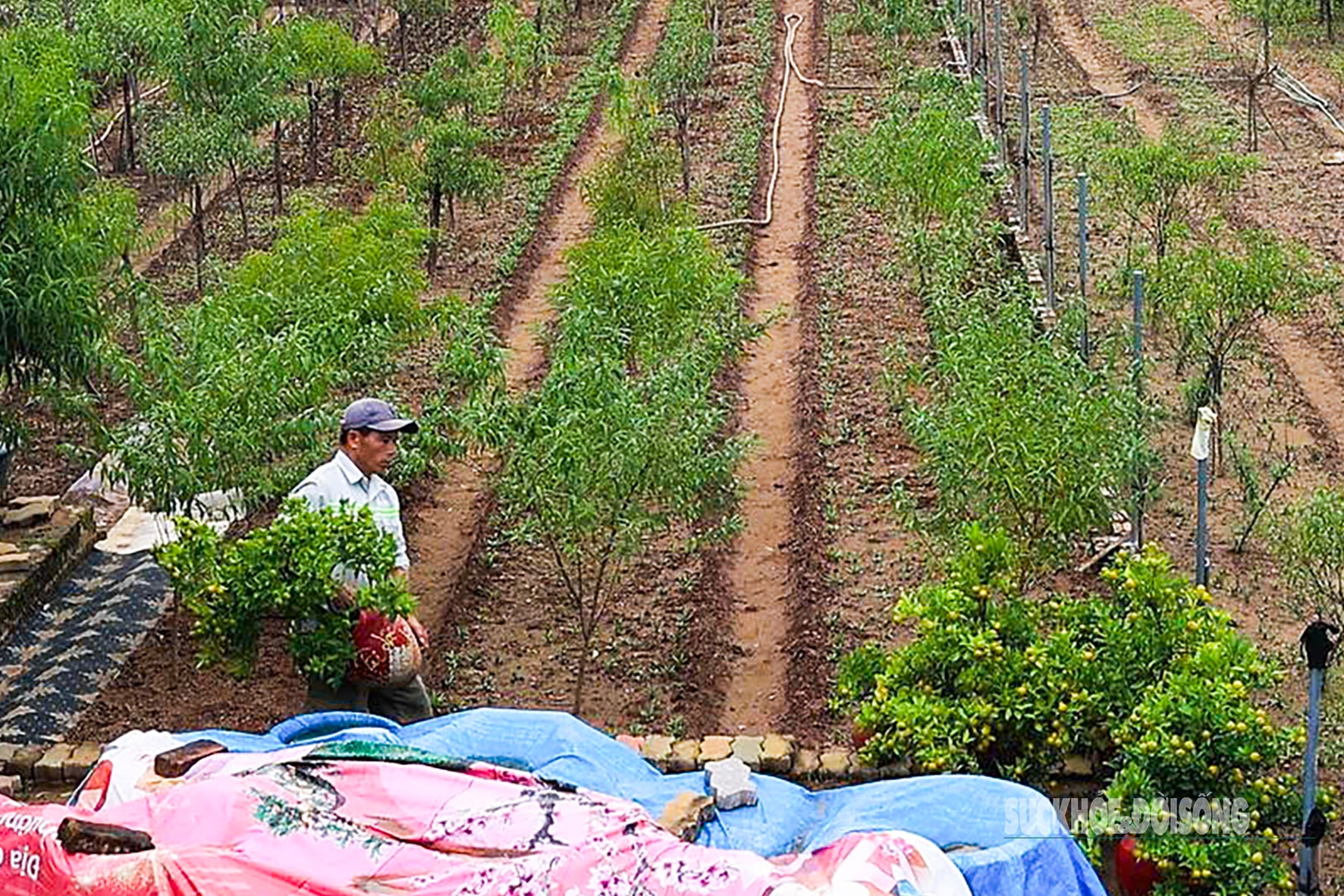 Người dân Nhật Tân 'chạy đua' trồng hoa Tết - Ảnh 7.