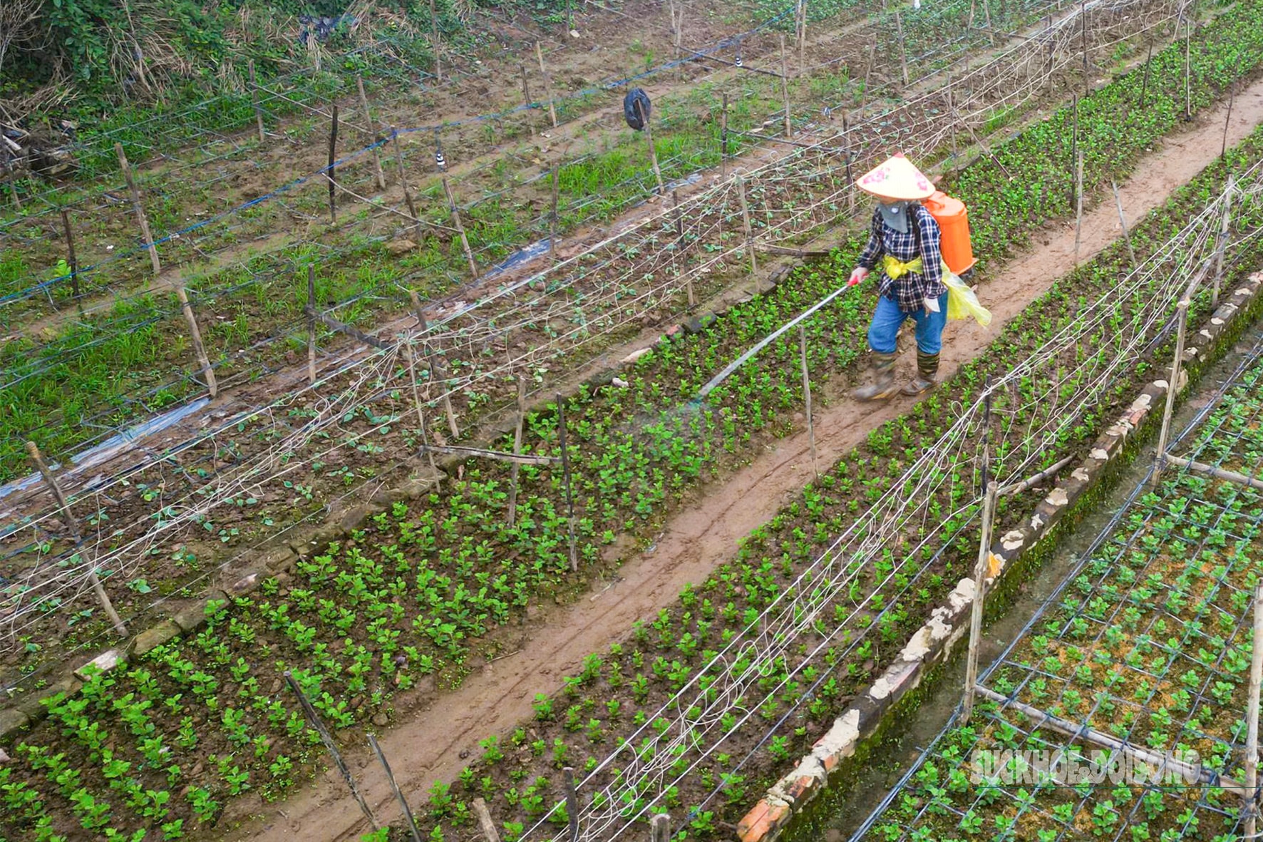 Người dân Nhật Tân 'chạy đua' trồng hoa Tết - Ảnh 6.