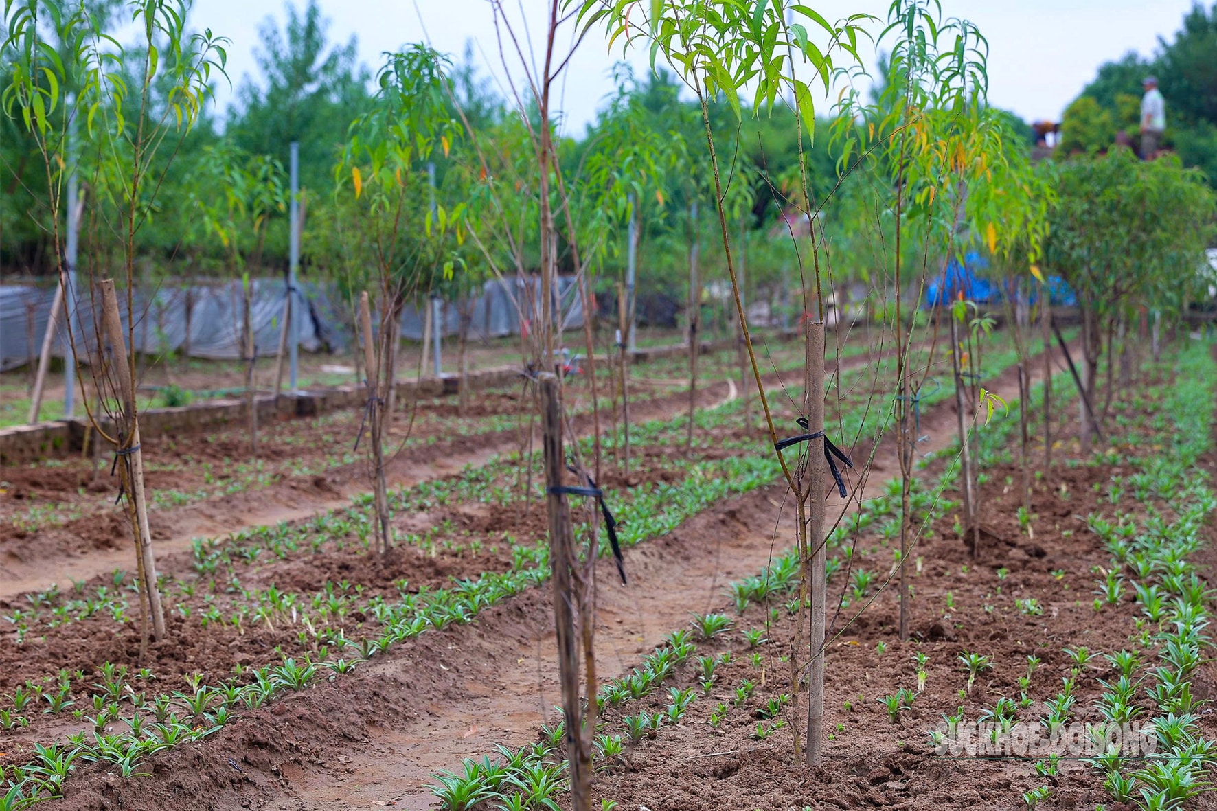 Người dân Nhật Tân 'chạy đua' trồng hoa Tết - Ảnh 5.