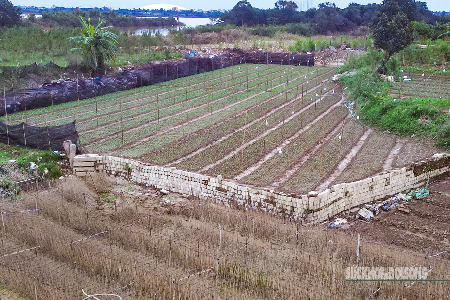 Người dân Nhật Tân 'chạy đua' trồng hoa Tết - Ảnh 9.
