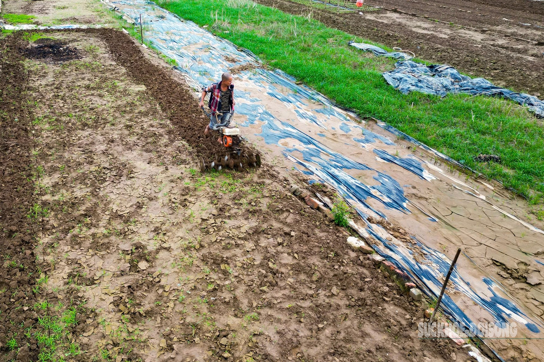 Người dân Nhật Tân 'chạy đua' trồng hoa Tết - Ảnh 3.