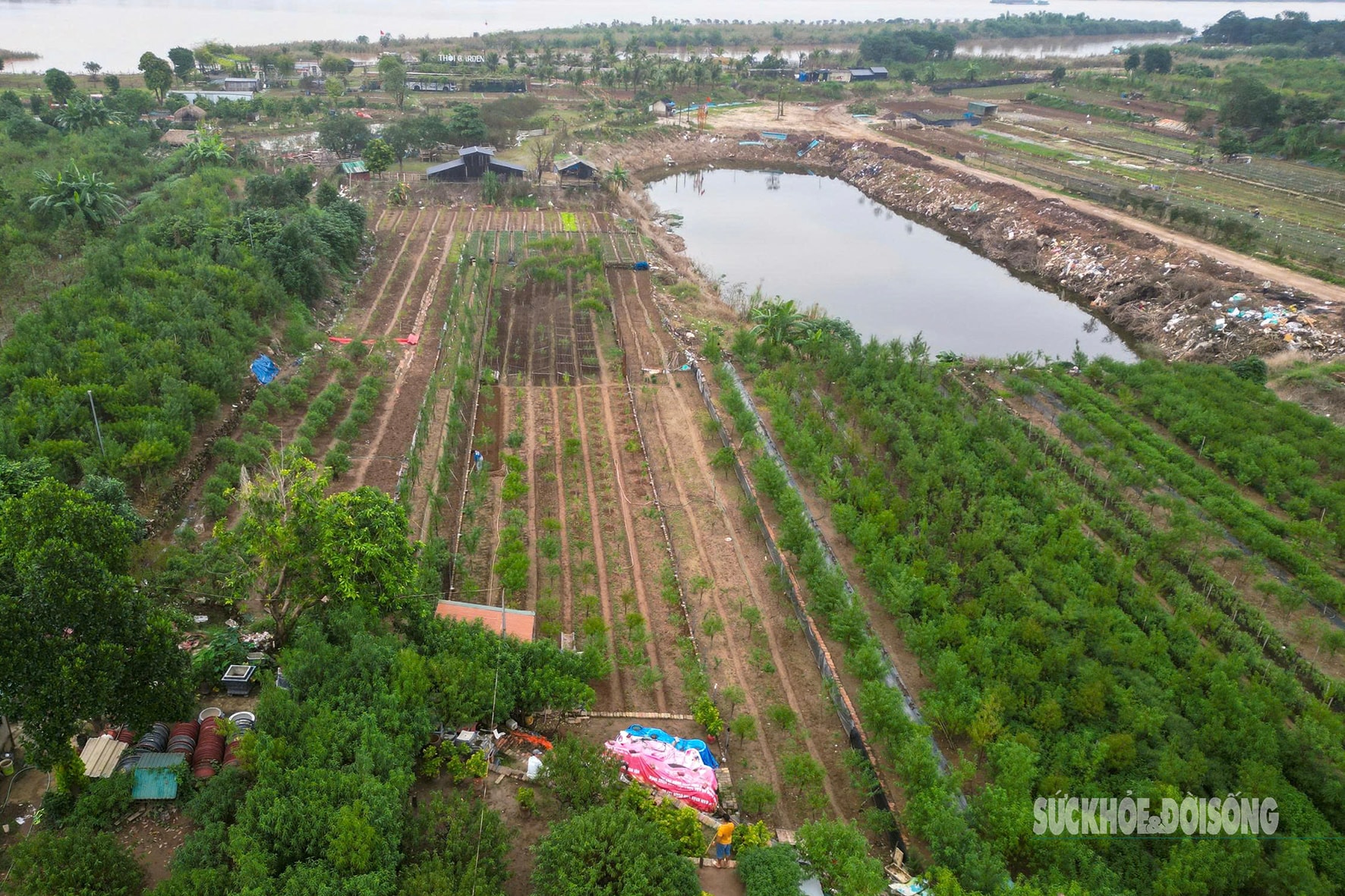 Người dân Nhật Tân 'chạy đua' trồng hoa Tết - Ảnh 2.