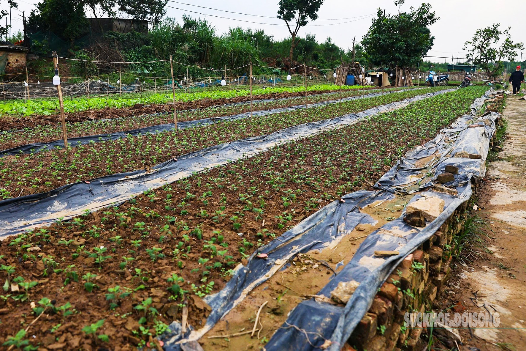 Người dân Nhật Tân 'chạy đua' trồng hoa Tết - Ảnh 1.