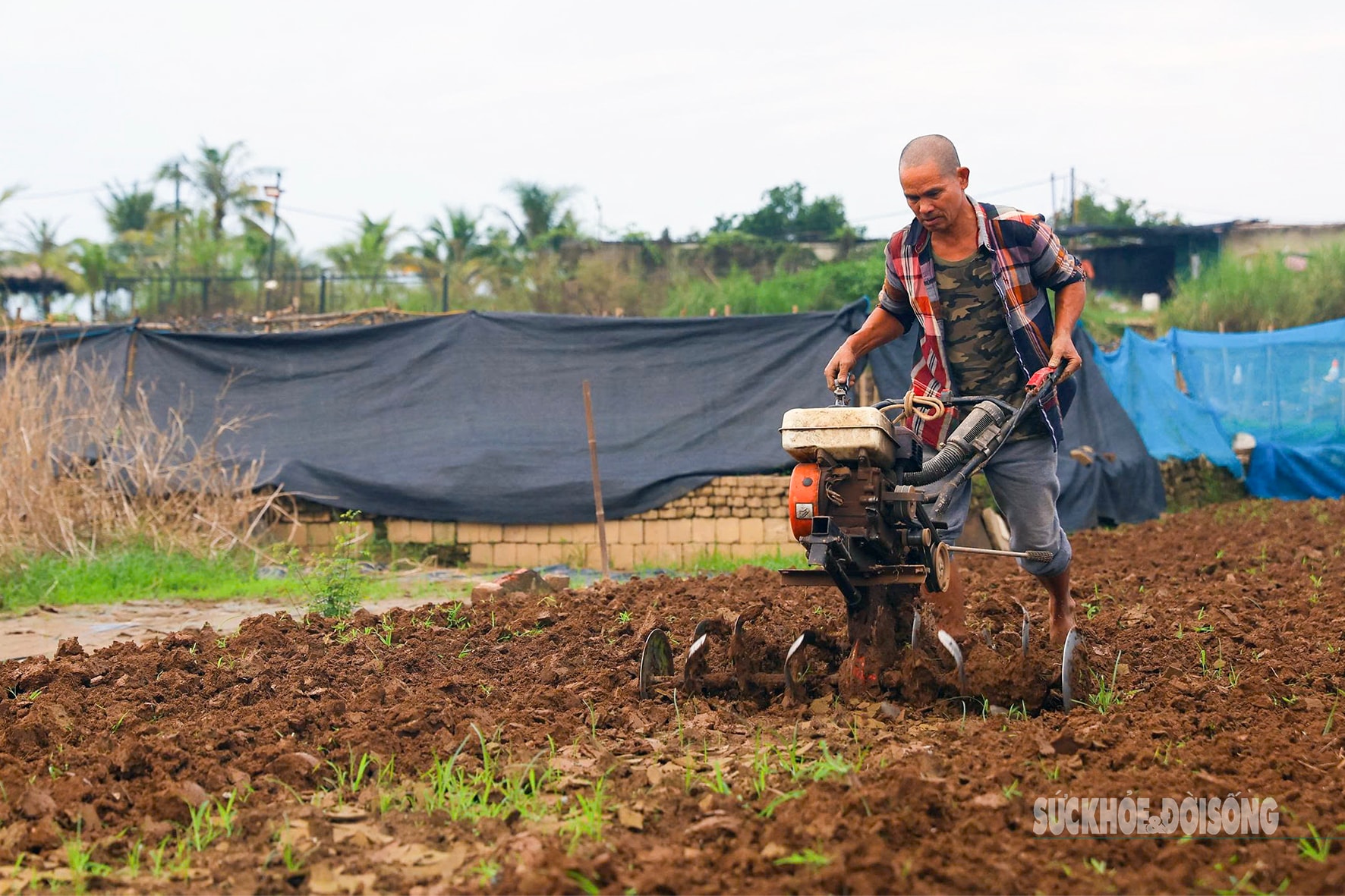 Người dân Nhật Tân 'chạy đua' trồng hoa Tết - Ảnh 4.