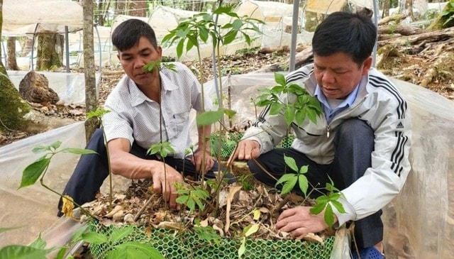 Đưa sâm Ngọc Linh thành sinh kế giảm nghèo cho đồng bào Xơ Đăng- Ảnh 1.