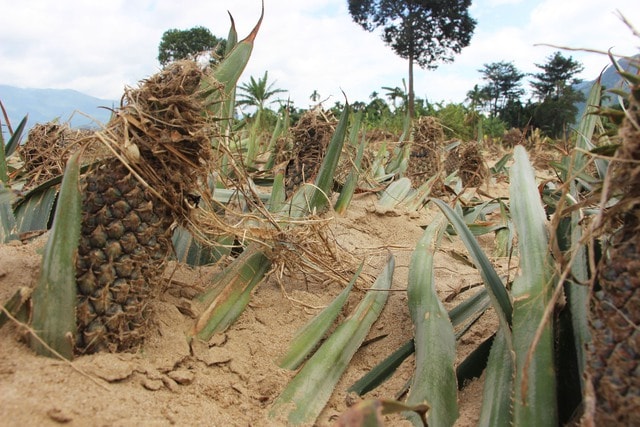 Lũ lịch sử xóa sổ nhiều cánh đồng xanh, để lại những mảnh ruộng hoang tàn- Ảnh 11. Lũ lịch sử xóa sổ nhiều cánh đồng xanh, để lại những mảnh ruộng hoang tàn- Ảnh 11.
