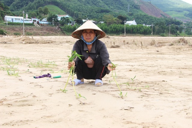 Lũ lịch sử xóa sổ nhiều cánh đồng xanh, để lại những mảnh ruộng hoang tàn- Ảnh 2. Lũ lịch sử xóa sổ nhiều cánh đồng xanh, để lại những mảnh ruộng hoang tàn- Ảnh 2.