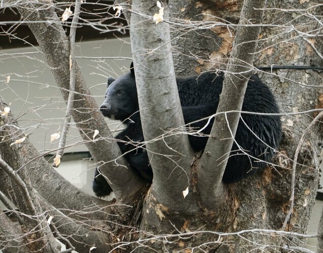 Lý do số nạn nhân trong các vụ gấu tấn công ở Nhật Bản không ngừng tăng- Ảnh 1. Lý do số nạn nhân trong các vụ gấu tấn công ở Nhật Bản không ngừng tăng- Ảnh 1.
