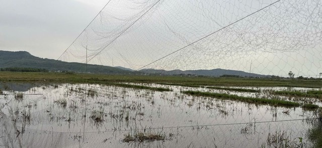 Giải cứu chim trời, thu giữ hàng chục nghìn mét lưới tận diệt- Ảnh 1.