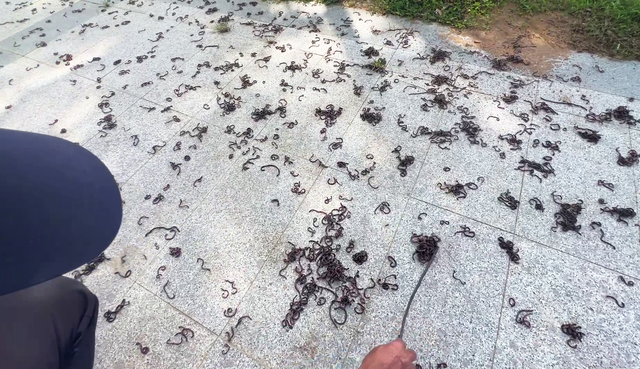 Chuyên gia nói gì việc hàng nghìn con giun bò lên mặt đất một cách bất thường?- Ảnh 1. Chuyên gia nói gì việc hàng nghìn con giun bò lên mặt đất một cách bất thường?- Ảnh 1.