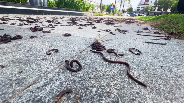 Chuyên gia nói gì việc hàng nghìn con giun bò lên mặt đất một cách bất thường?- Ảnh 2. Chuyên gia nói gì việc hàng nghìn con giun bò lên mặt đất một cách bất thường?- Ảnh 2.