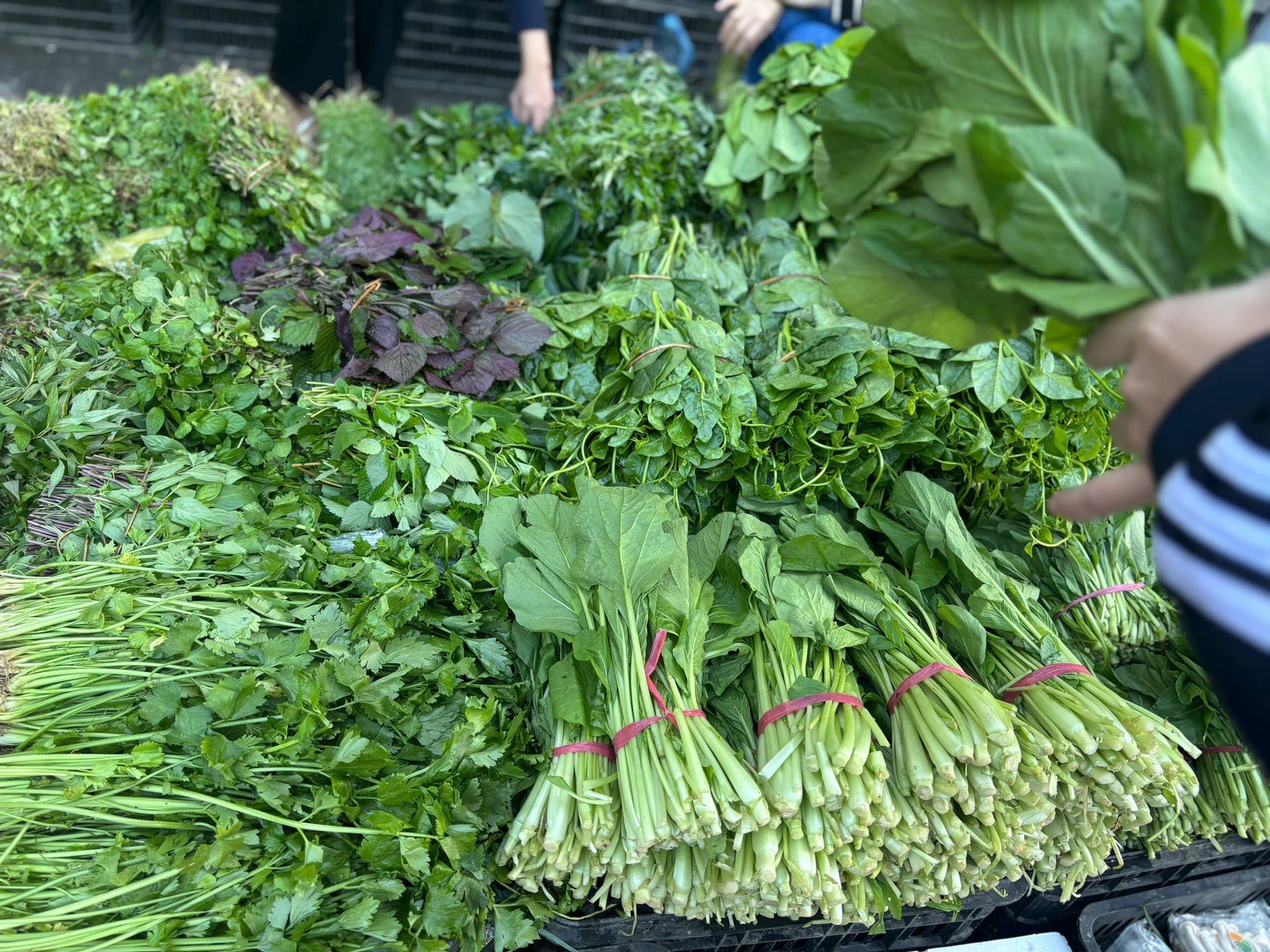 Giá rau 'phi mã' sau bão, bữa cơm gia đình Thủ đô chịu áp lực nặng nề- Ảnh 2.