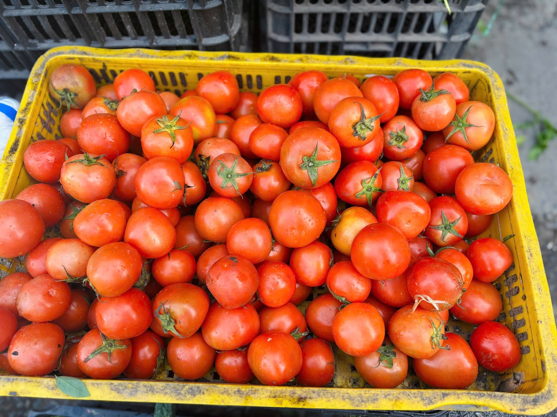 Giá rau 'phi mã' sau bão, bữa cơm gia đình Thủ đô chịu áp lực nặng nề- Ảnh 1.