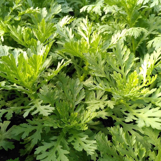 Đừng bỏ qua những tác dụng bất ngờ của rau cải cúc với sức khỏe- Ảnh 1. Đừng bỏ qua những tác dụng bất ngờ của rau cải cúc với sức khỏe- Ảnh 1.