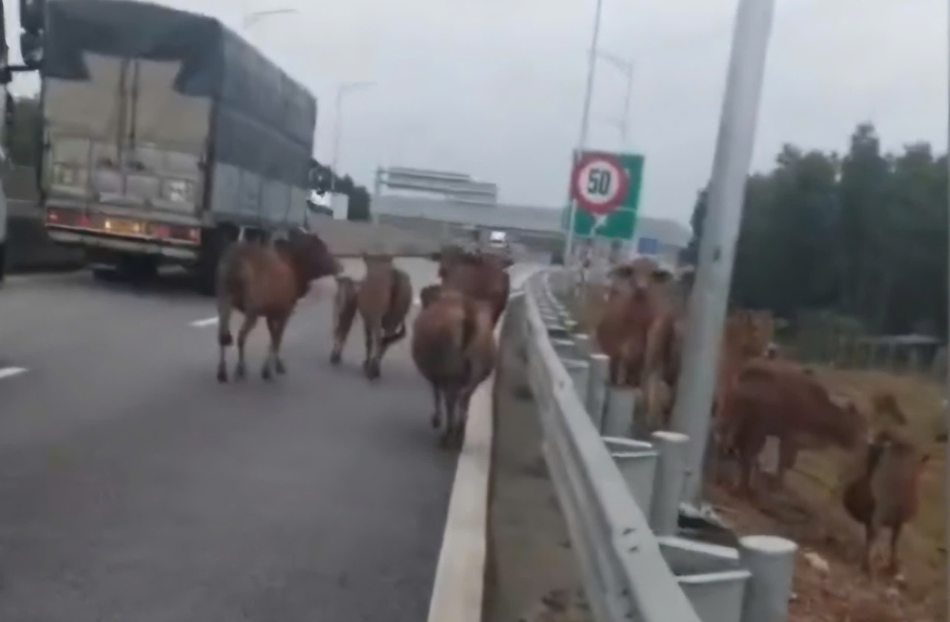 Bò đi vào cao tốc, chủ đầu tư cảnh báo và yêu cầu xử lý việc tự ý phá hàng rào- Ảnh 1. Bò đi vào cao tốc, chủ đầu tư cảnh báo và yêu cầu xử lý việc tự ý phá hàng rào- Ảnh 1.