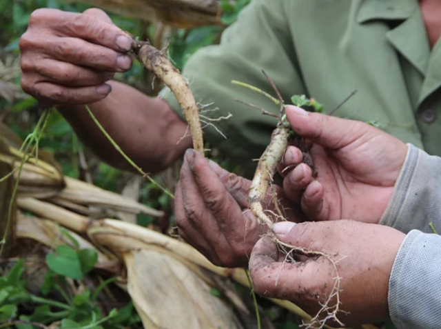 Các tỉnh miền núi phía Bắc chuyển dịch cơ cấu, đưa dược liệu chịu lạnh thành sinh kế bền vững- Ảnh 1. Các tỉnh miền núi phía Bắc chuyển dịch cơ cấu, đưa dược liệu chịu lạnh thành sinh kế bền vững- Ảnh 1.