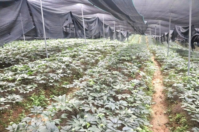 Các tỉnh miền núi phía Bắc chuyển dịch cơ cấu, đưa dược liệu chịu lạnh thành sinh kế bền vững- Ảnh 2. Các tỉnh miền núi phía Bắc chuyển dịch cơ cấu, đưa dược liệu chịu lạnh thành sinh kế bền vững- Ảnh 2.