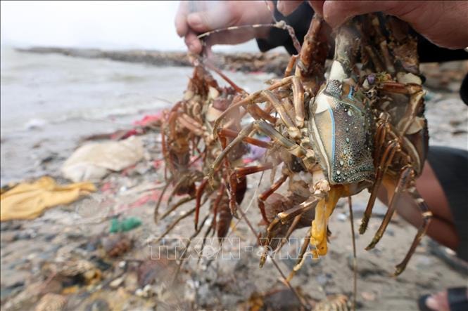 Thông tin 10 người chết do dính axit khi lặn vớt tôm hùm là tin giả- Ảnh 1.