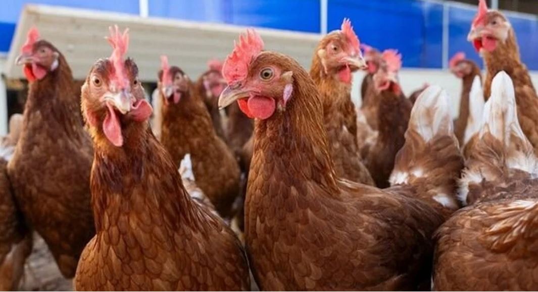 Mỹ ghi nhận ca tử vong đầu tiên do cúm gia cầm H5N5- Ảnh 1. Mỹ ghi nhận ca tử vong đầu tiên do cúm gia cầm H5N5- Ảnh 1.