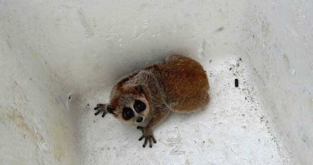 Phát hiện động vật ‘mắc cỡ' quý hiếm  trong sách đỏ giữa đồi keo- Ảnh 1.