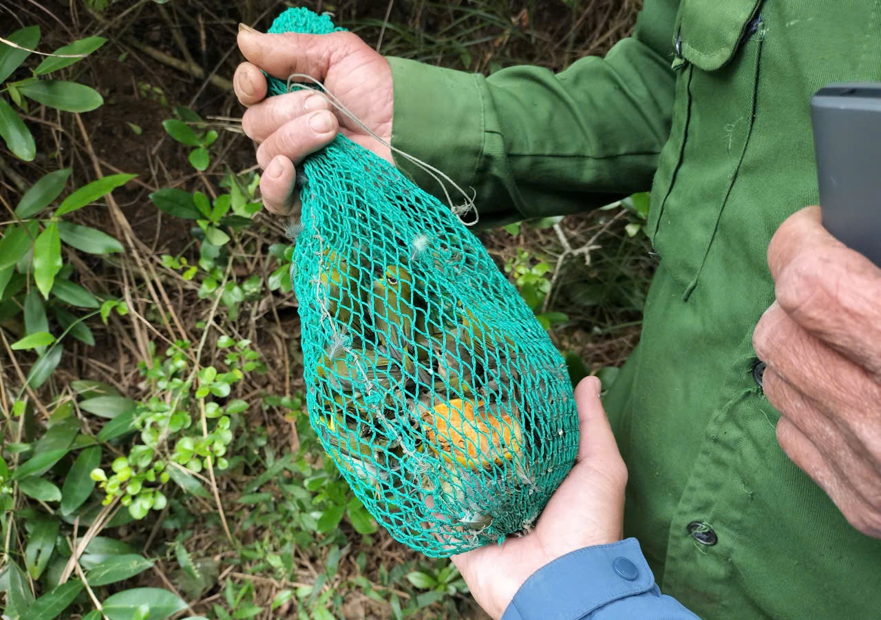 Chim hoang dã mắc kẹt trong ma trận bẫy giữa lưng chừng trời- Ảnh 14.