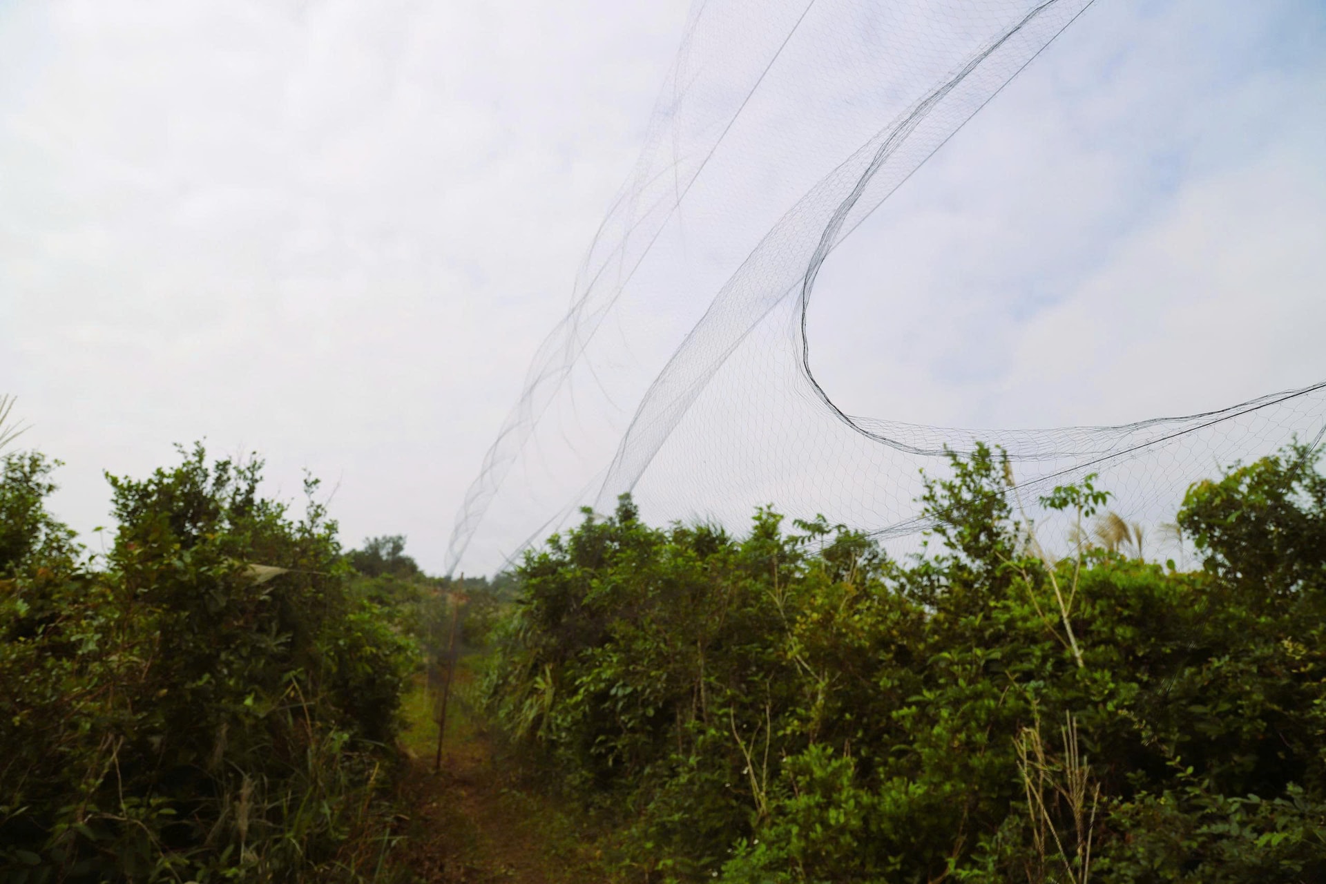 Chim hoang dã mắc kẹt trong ma trận bẫy giữa lưng chừng trời- Ảnh 3.